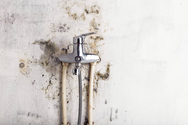 Best Localized Mold Remediation (e.g., coastal areas, humid climates) in Panama City Beach, FL