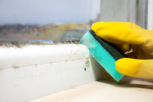 Best Kitchen Mold Remediation in Panama City Beach, FL